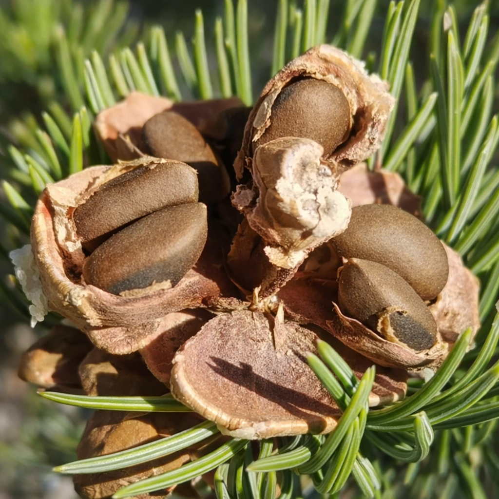 pinetree garden seeds free shipping Pinus edulis