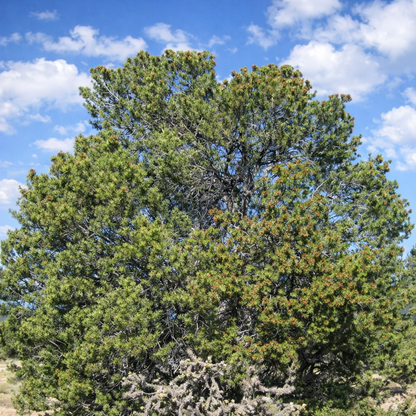 Pinus edulis