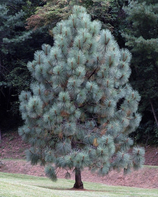 Pinus engelmannii SEEDS
