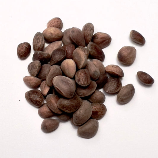 Semi marroni dalla texture ruvida di Pinus flexilis sparsi su sfondo bianco, primo piano