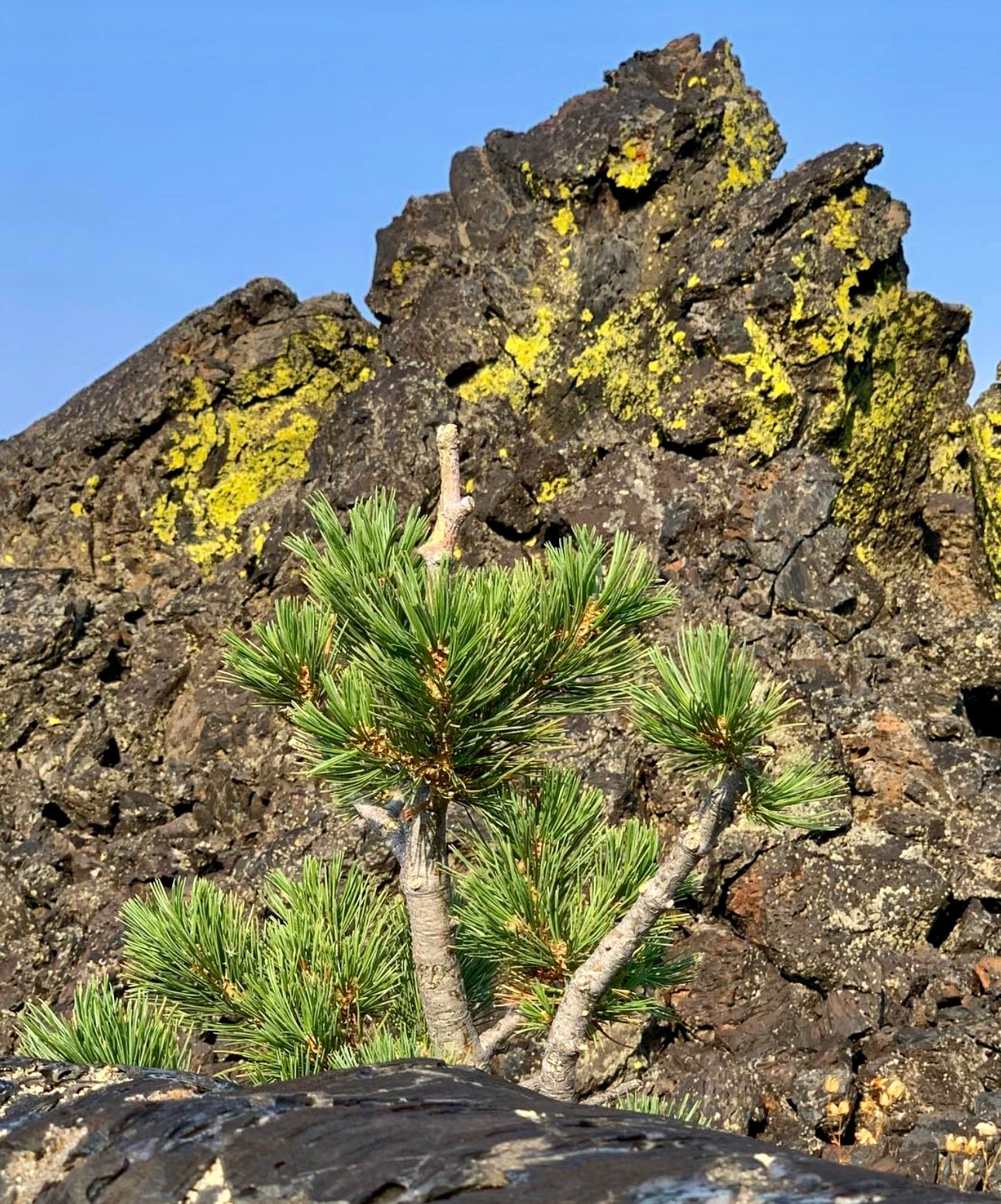 Pinus flexilis small conifer with dense green needles growing on rocky terrain