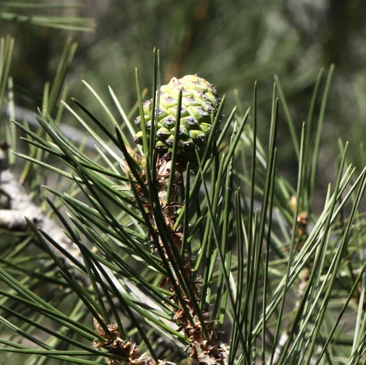 Pinus gerardiana Kohistan young green cone with long slender pine needles on branch