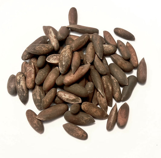 เมล็ดสนเกอร์ราร์ดีอานา 'โคฮิสตัน'