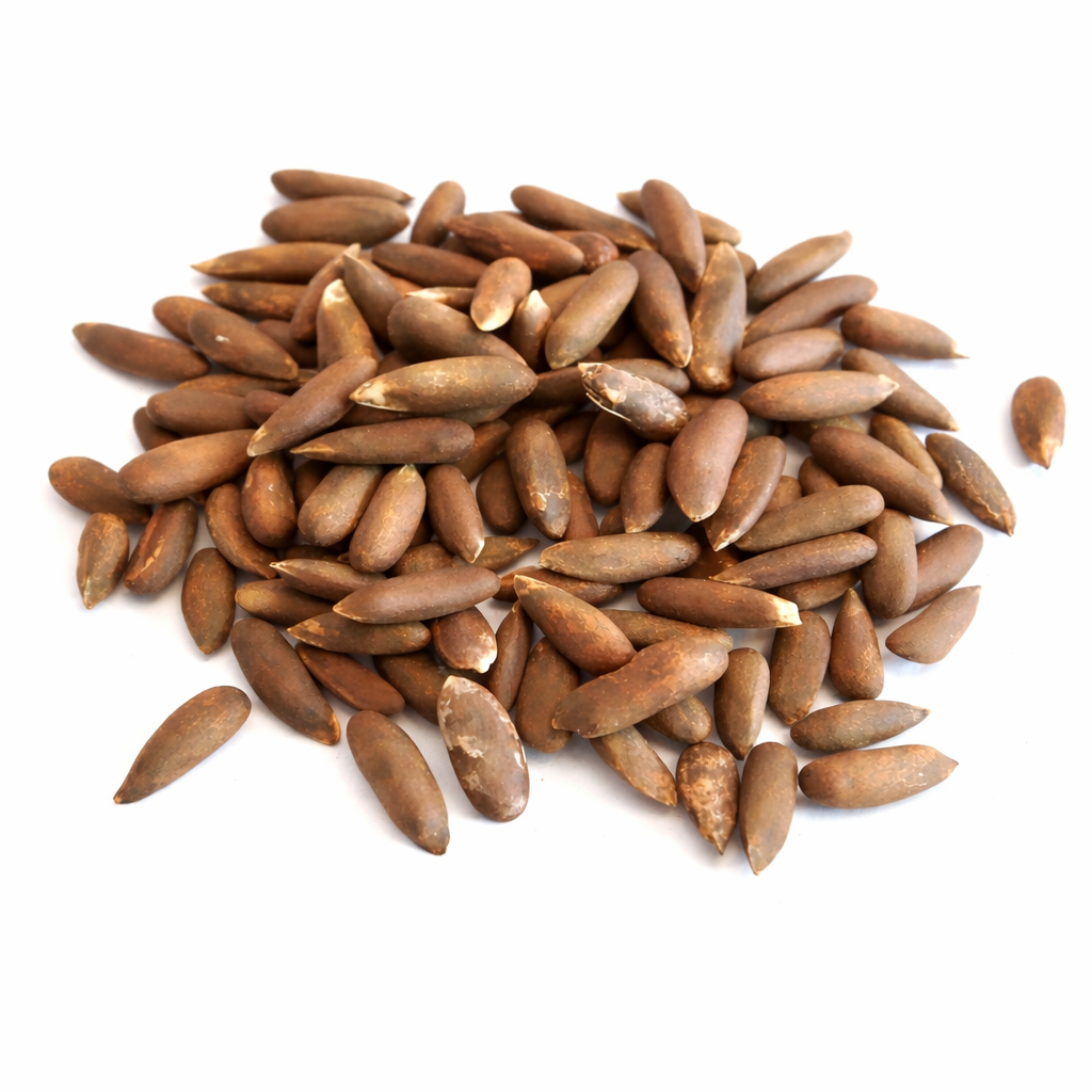 소나무 제라르디아나 '와지리스탄' 씨앗, 희귀 침엽수 번식을 위한