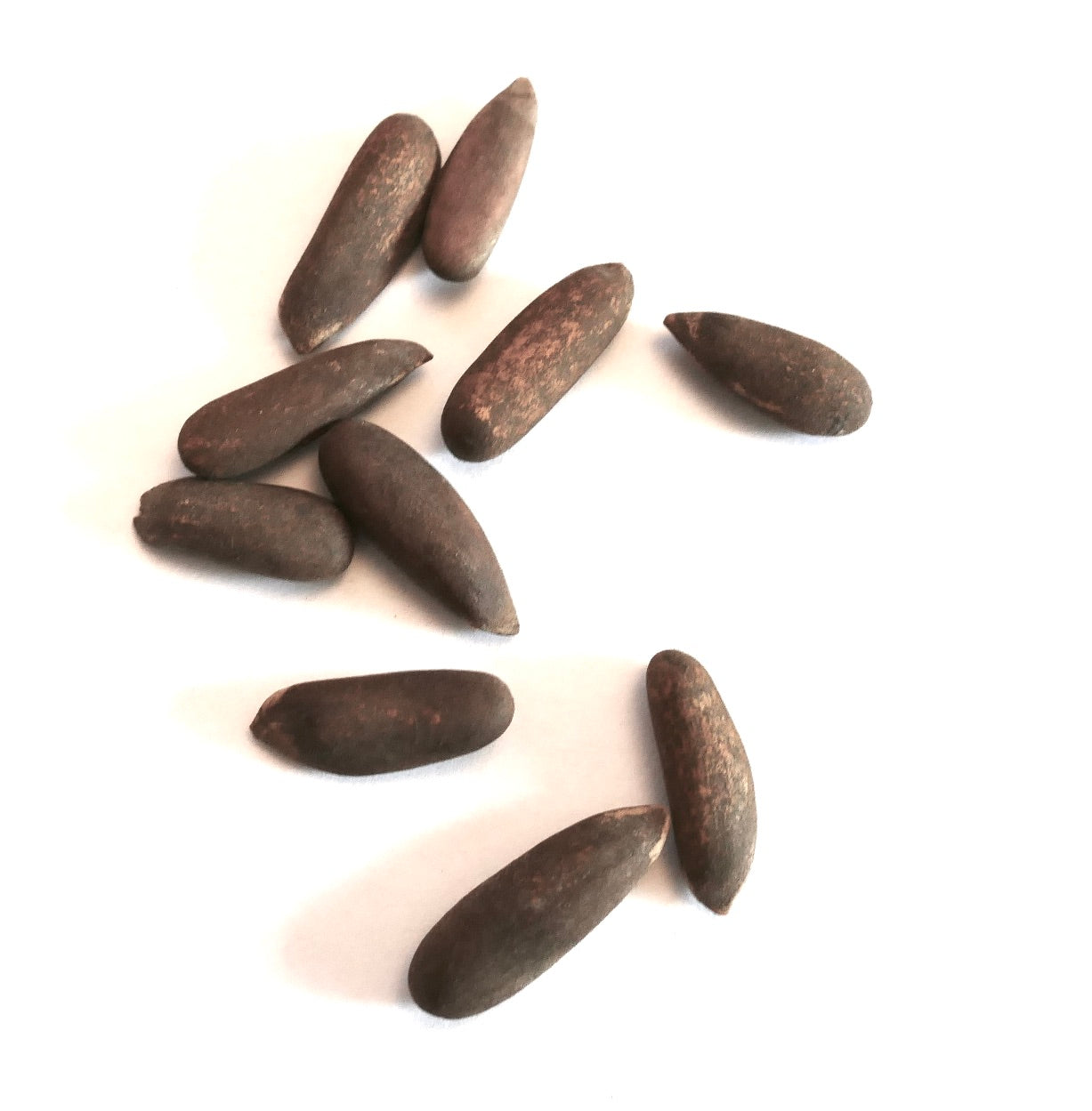 피누스 제라디아나 씨앗 길쭉하고 갈색 희귀 침엽수 식물 씨앗 클로즈업