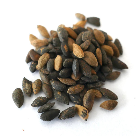 بذور بنوس جريجيي ذات نسيج بني وأسود لتكاثر الصنوبر النادر