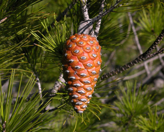 Pinus halepensis SEEDS