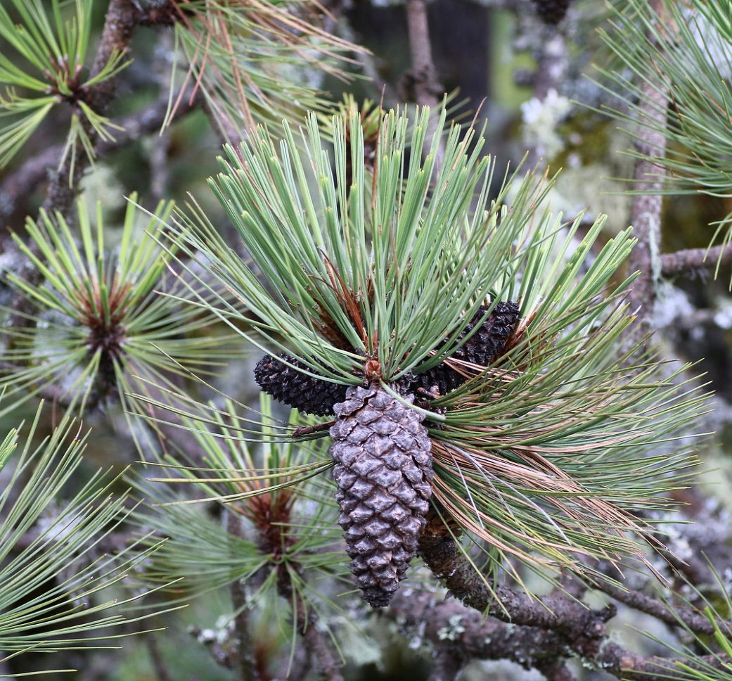 مخروط صنوبر ناضج من نوع بينوس هارتويجي مع إبر خضراء طويلة على غصن ذو قوام خشن