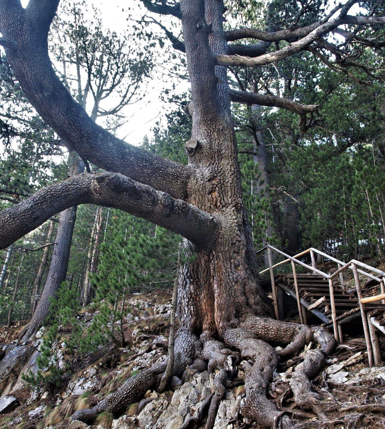 Pinus heldreichii großer alter Baum mit dicker strukturierter Rinde und weitreichenden Wurzeln am felsigen Abhang
