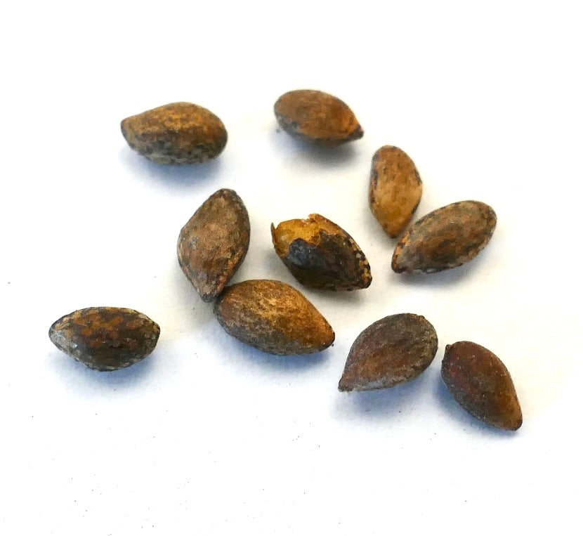 Pinus heldreichii bruine zaden met een ruwe textuur en ruw oppervlak en druppelvormige vorm close-up