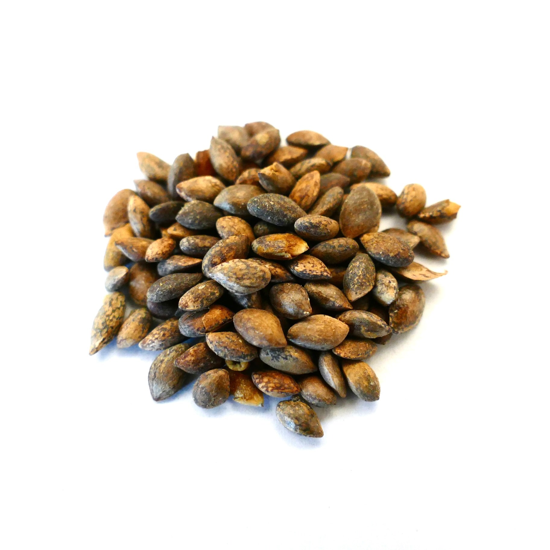 Pinus heldreichii-zaden met getextureerde bruine en zwart gespikkelde oppervlakken, close-up