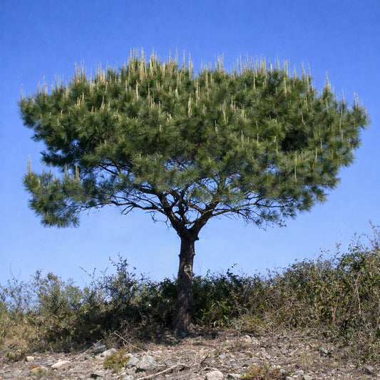 Pinus luchuensis