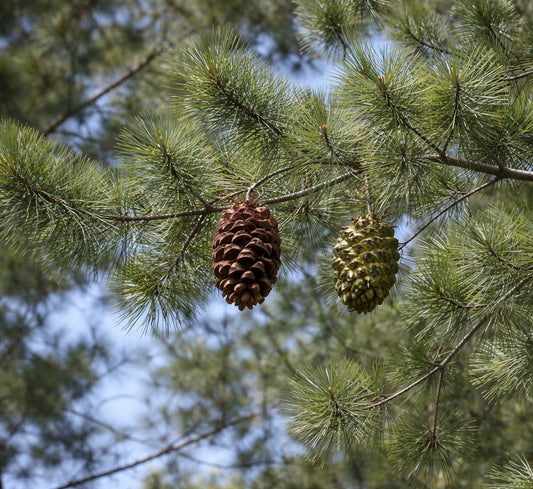 Pinus maximartinezii
