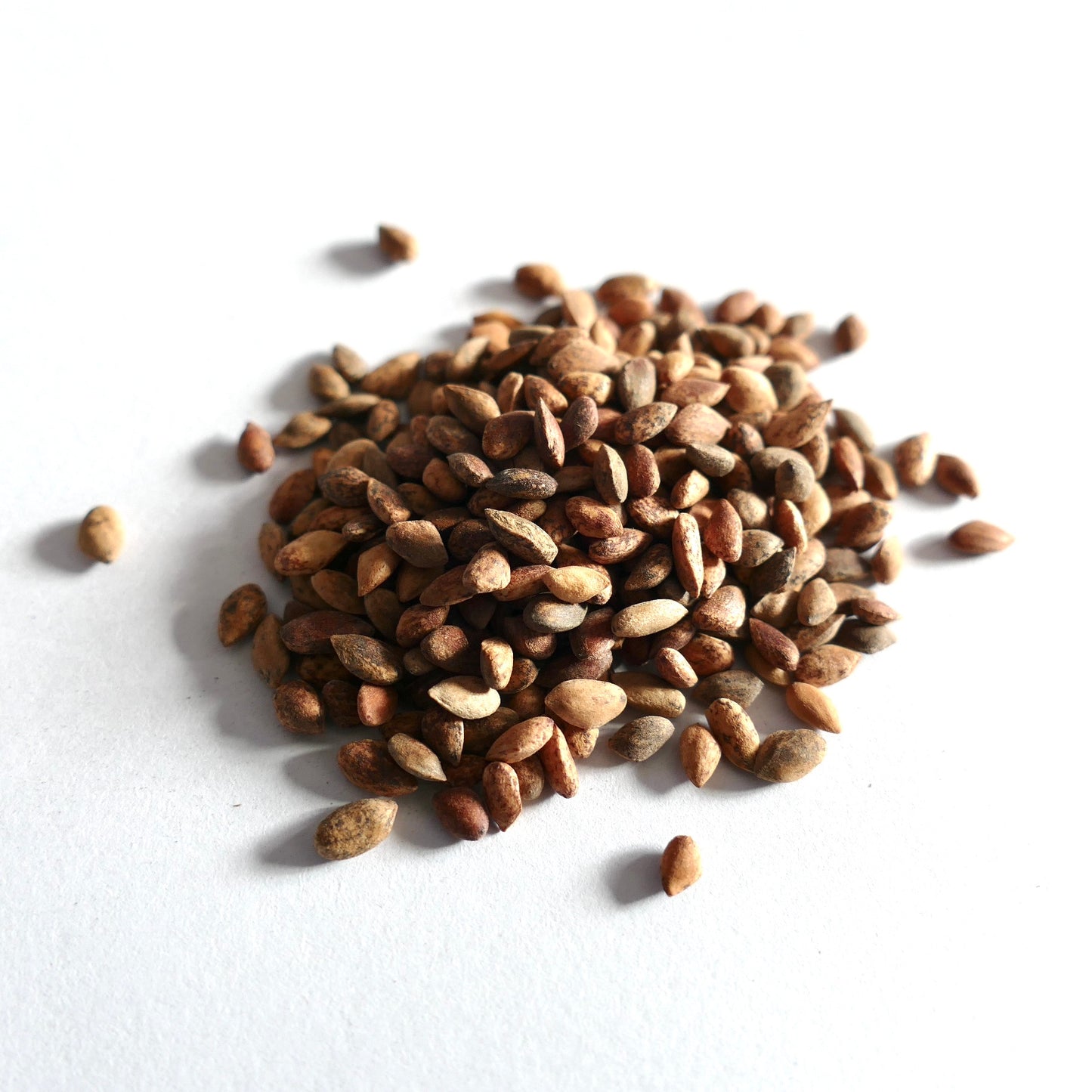 ピヌス・マキシミノイ 小さな茶色の種子、白い背景に質感のある表面