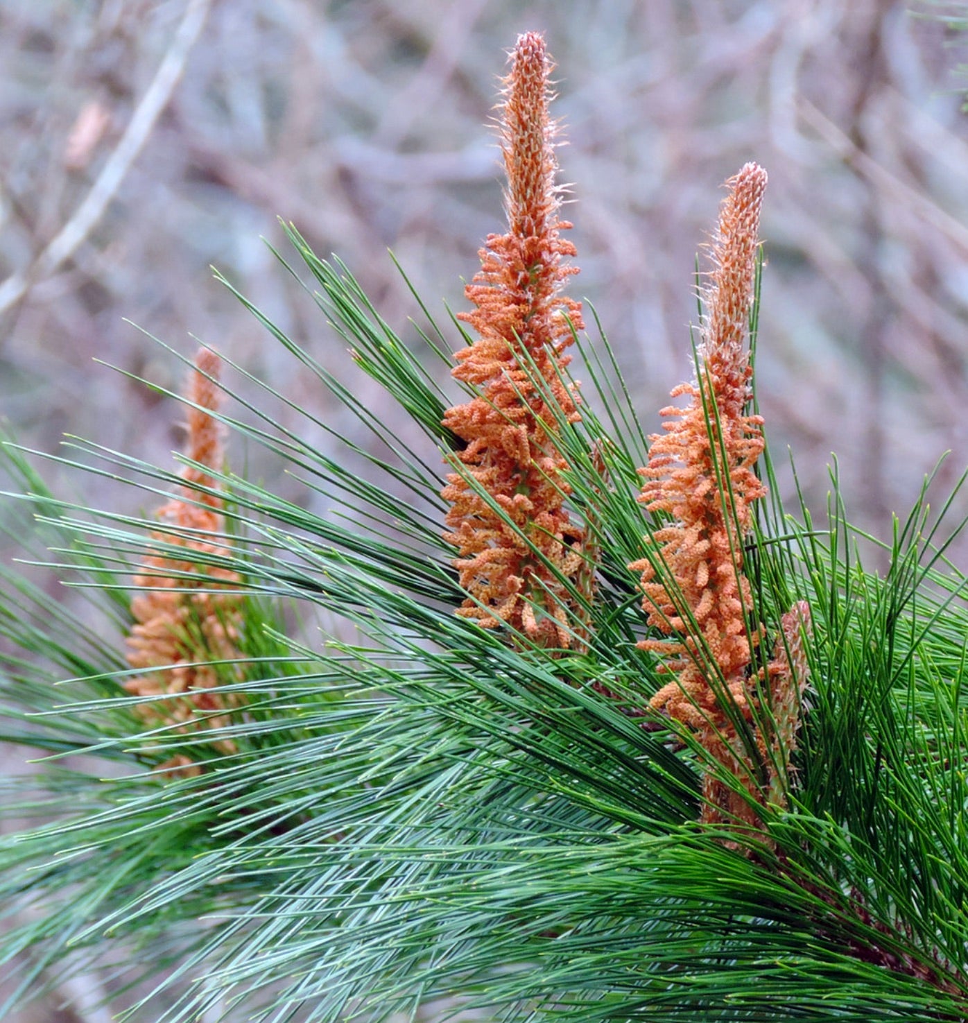 枝に付いた長い緑色の針葉を持つマキシミンイオイマツの若い雄花のクローズアップ
