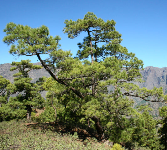 ピヌス・モンテズマエ 高くそびえる針葉樹で、鮮やかな緑色の針葉の束と頑丈な樹皮が特徴です