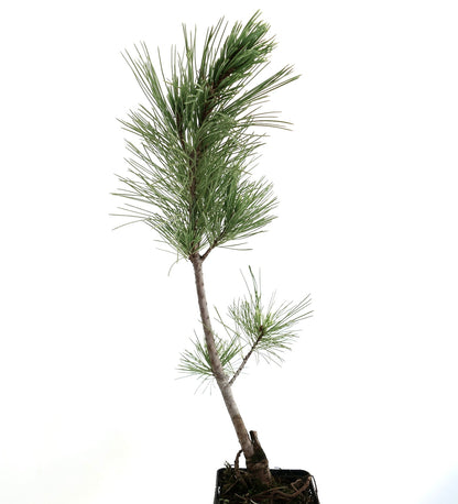 Pinus monticola junger schlanker Kiefernbaum mit langen grünen Nadeln in kleinem Topf