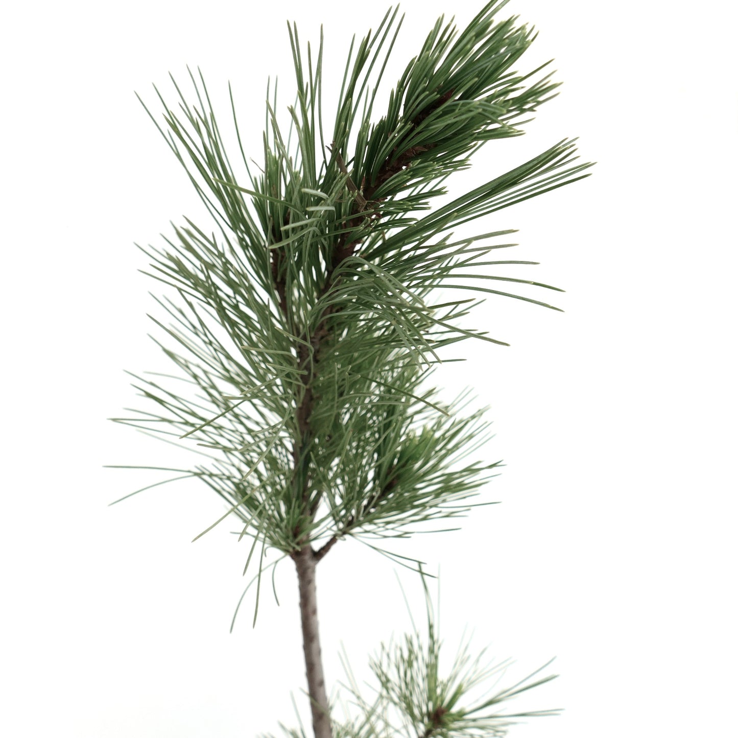 Pinus monticola junger immergrüner Zweig mit langen, schlanken grünen Nadeln und braunem Stängel