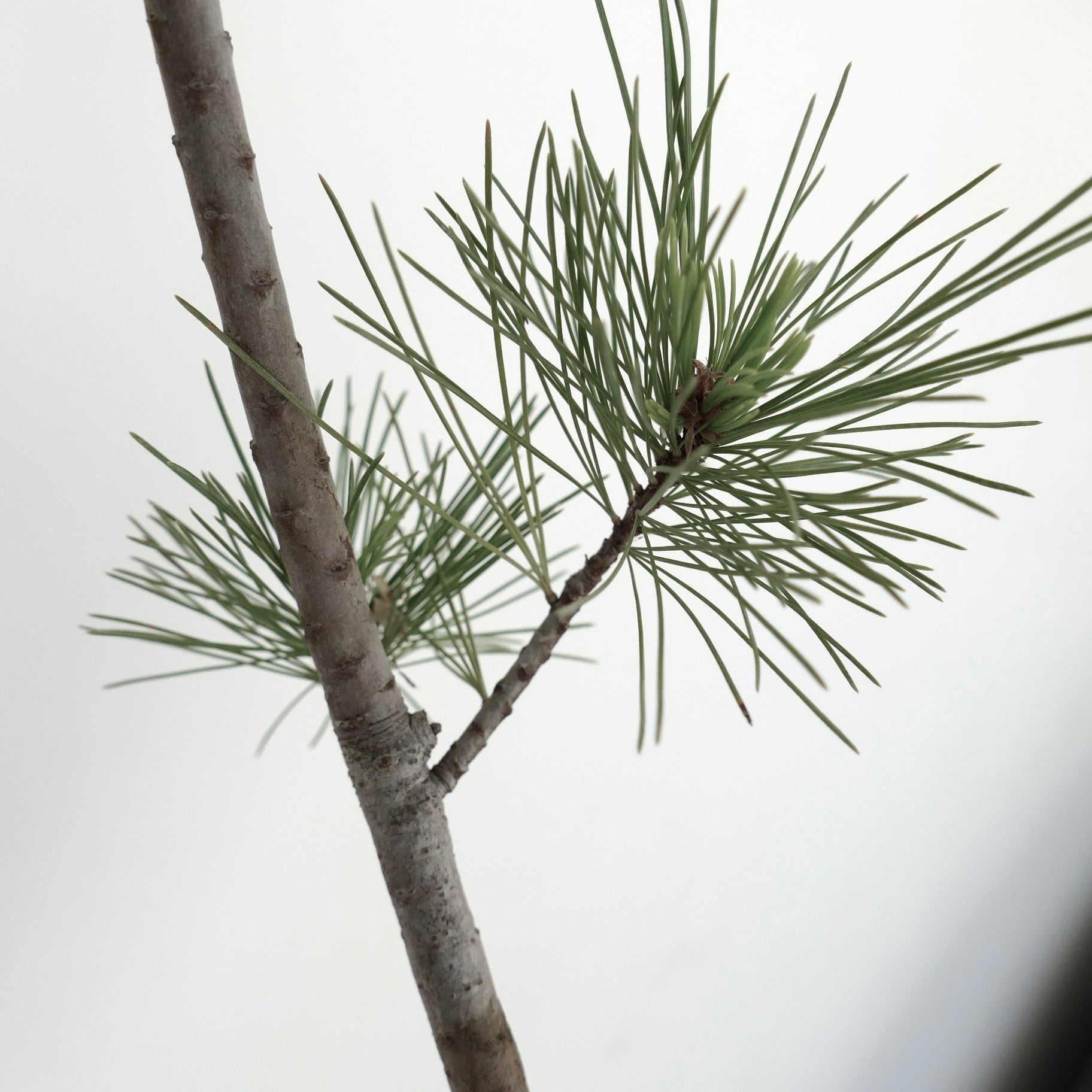 Pinus monticola schlanker Zweig mit weichen, langen grünen Nadeln und glatter Rinde