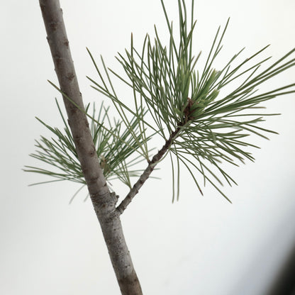 Pinus monticola schlanker Zweig mit weichen, langen grünen Nadeln und glatter Rinde