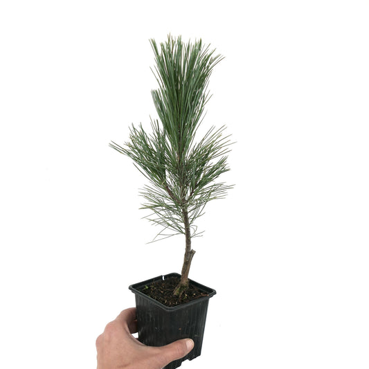 Jeune plant de Pinus monticola cv SKYLINE avec des aiguilles vertes fines en pot noir de pépinière