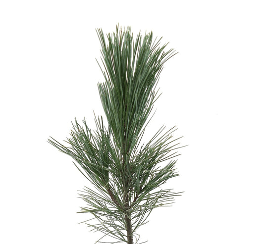 Pinus monticola cv SKYLINE conifère à feuilles persistantes avec de longues aiguilles fines en gros plan