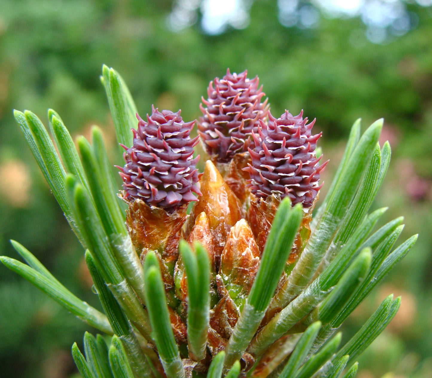 Pinus mugo 10-20cm