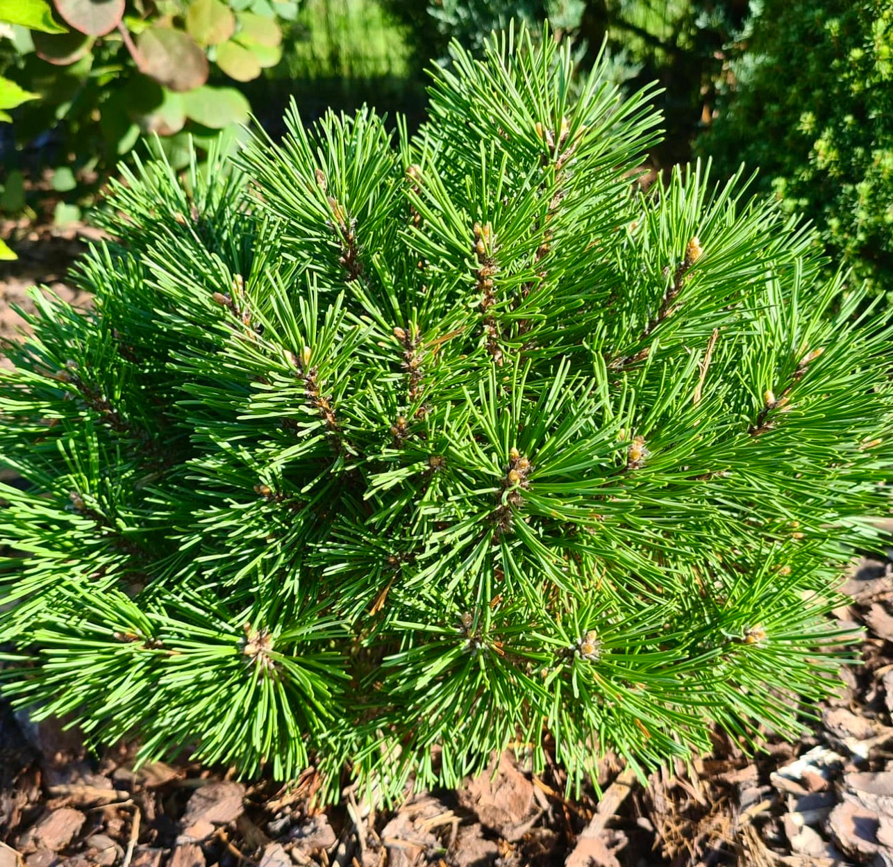 Pinus mugo cv BENJAMIN