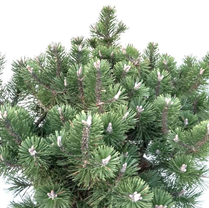 소나무 무고 품종 험피 밝은 초록 바늘과 싱그러운 싹이 돋는 조밀한 소형 왜성 소나무