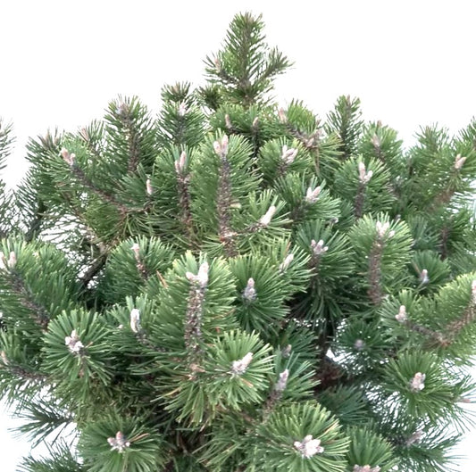 Pinus mugo cv HUMPY dense compact dwarf pine with bright green needles and fresh buds