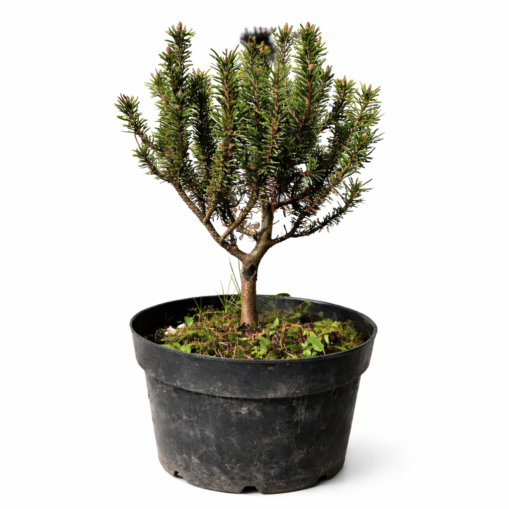 Pinus mugo cv MINUTIFOLIA conifera nana compatta con fitta chioma di aghi verdi in vaso nero