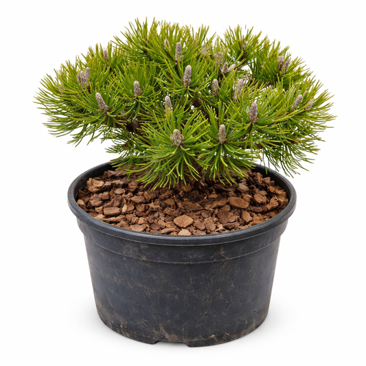 ไม้สน มูโก ซีวี ม็อพส์ เมย์ลาน สนเข็มแคระกะทัดรัด มีเข็มสีเขียวหนาแน่นในกระถาง