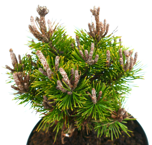 Pinus mugo cv MOPS MEYLAN conifère nain compact avec aiguilles vertes denses et bourgeons bruns en pot