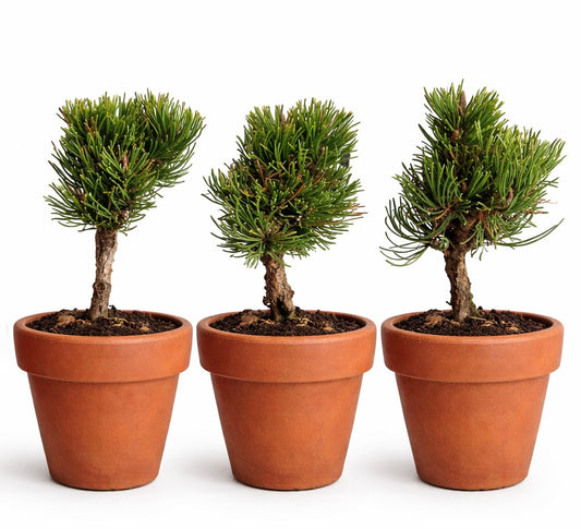 Pinus mugo cv PICOBELLO small bonsai pine trees with dense green needles in terracotta pots