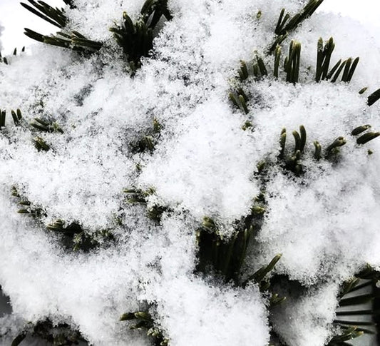 Pinus mugo cv SHERWOOD COMPACT