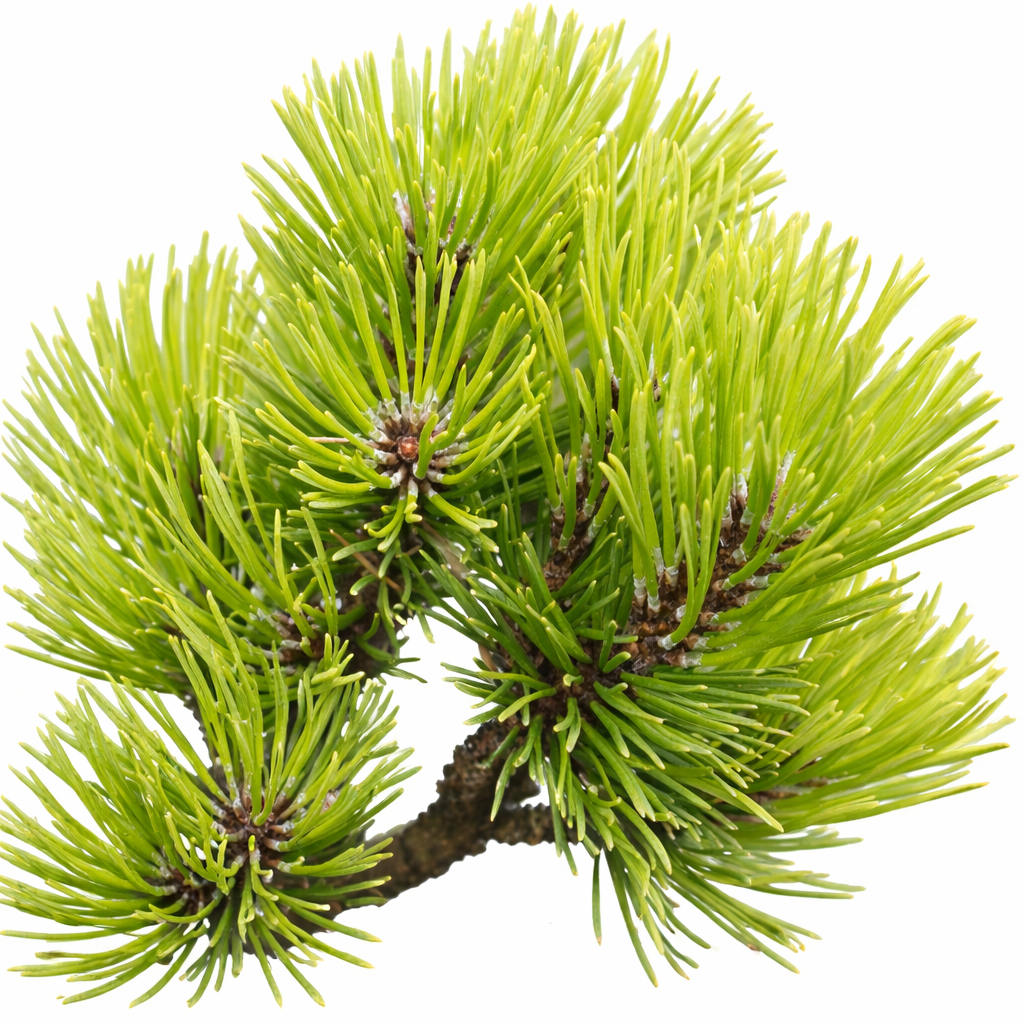 Pinus mugo cv TROMPENBURG densi grappoli di aghi verde brillante su rami compatti