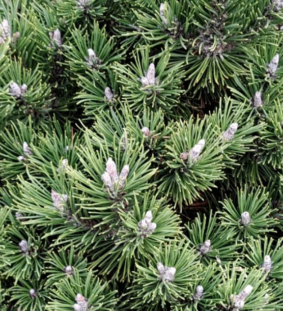 Pinus mugo subsp. uncinata compatto denso grappoli di aghi verdi con coni in sviluppo