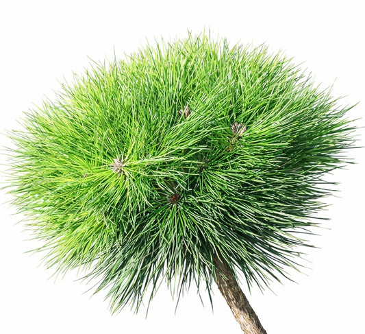 Pinus nigra cv BAYO