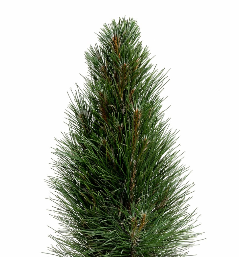 Fogliame conico fitto di Pinus nigra sempreverde con lunghe aghi verde scuro