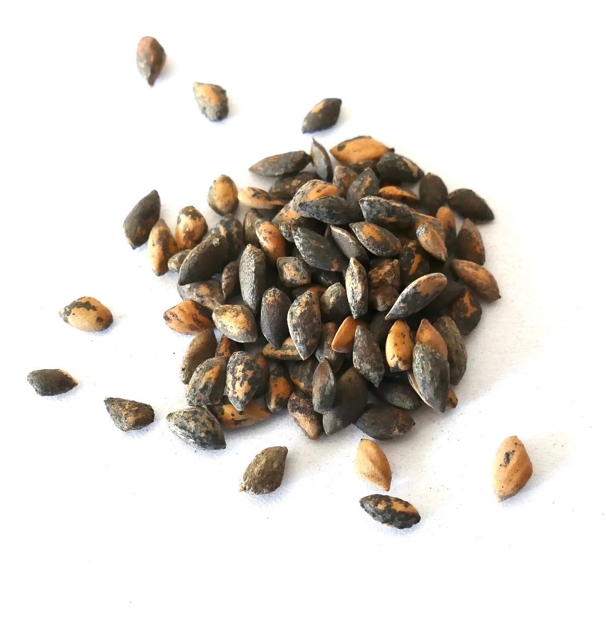 흰색 배경에 얼룩진 검정색과 갈색 질감이 있는 소나무 오오카르파 씨앗