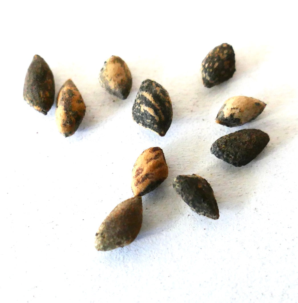 흰색 배경에 질감 있는 어두운 갈색과 베이지색 얼룩무늬가 있는 소나무 오오카르파 씨앗