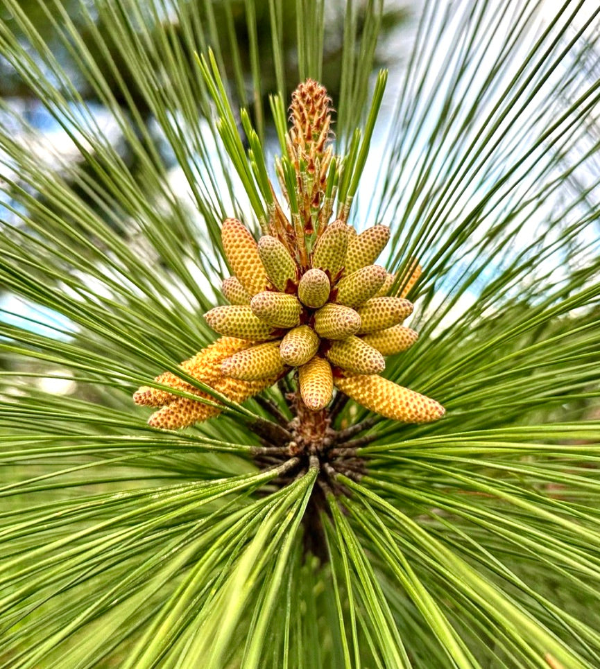 피누스 오오카르파 어린 수꽃송이와 긴 녹색 바늘잎이 자연 야외 환경에 있는 모습