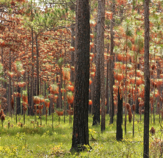 湿地松の高い松の木、森の空き地に緑とオレンジの針葉クラスター