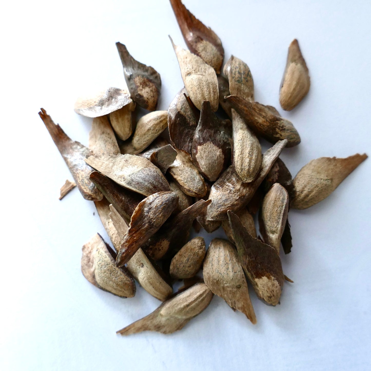 ザイタゲマツの種子は、細長く羽状で、茶色とベージュの質感の表面を持っています