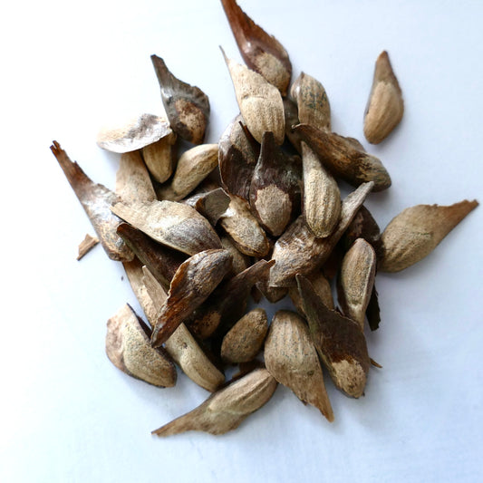 ザイタゲマツの種子は、細長く羽状で、茶色とベージュの質感の表面を持っています