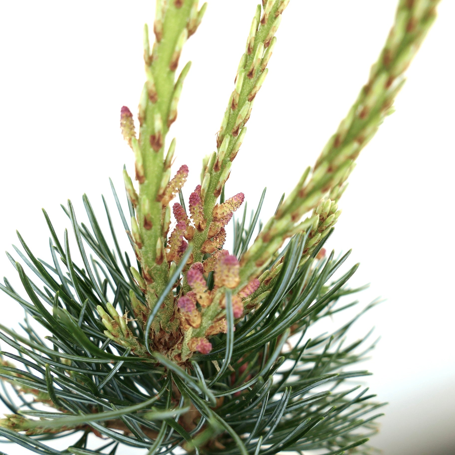 Pinus parviflora young green shoots with purple pollen cones and needle clusters