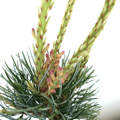 Pinus parviflora young green shoots with purple pollen cones and needle clusters