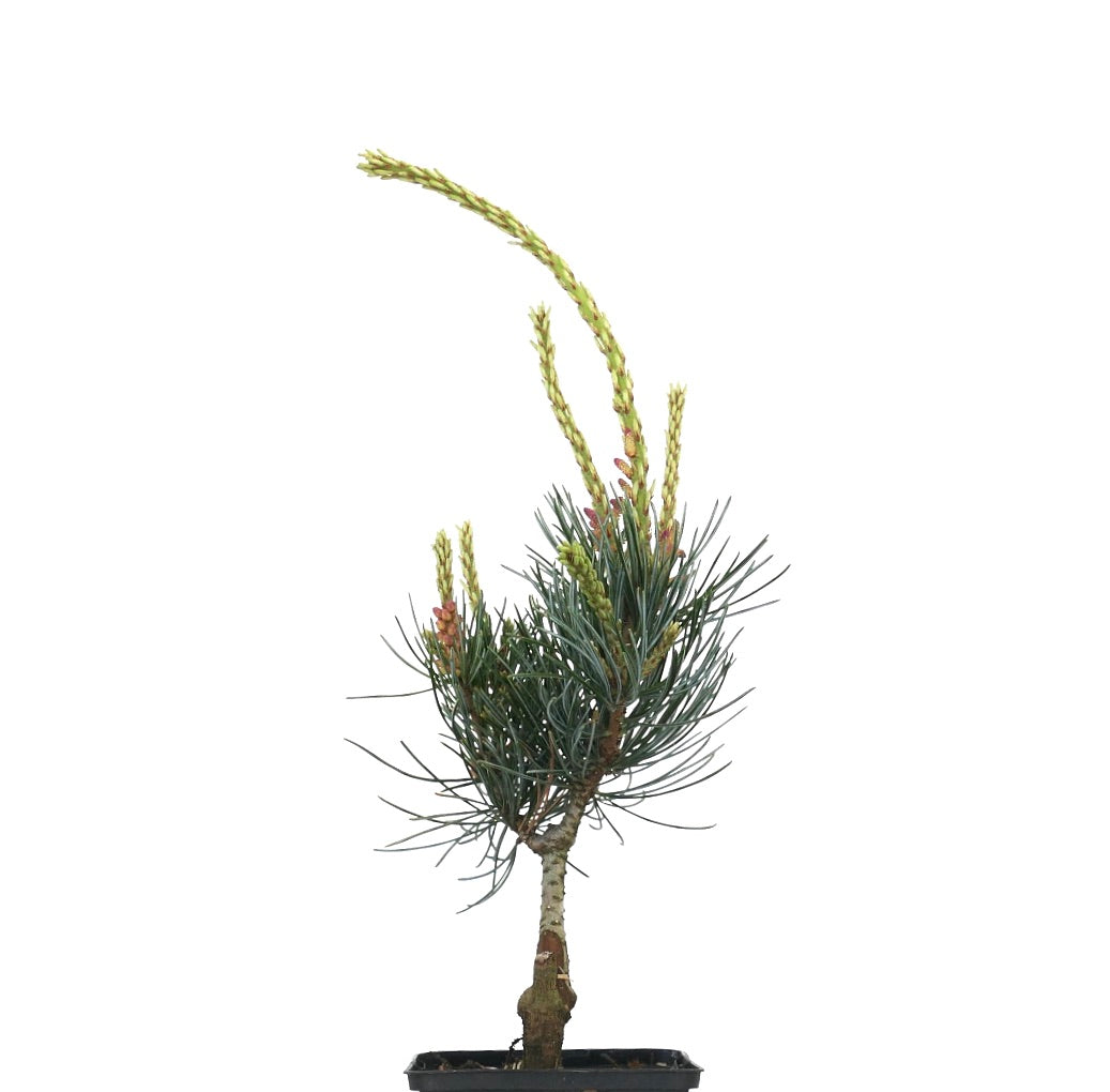 Pinus parviflora young conifer with bluish-green needles and elongated yellow-green shoots