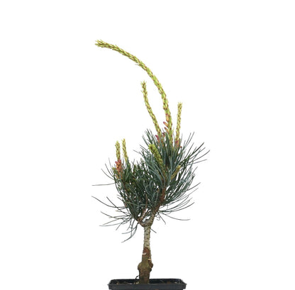 Pinus parviflora young conifer with bluish-green needles and elongated yellow-green shoots