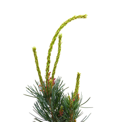 Pinus parviflora young green shoots with blue-green needle clusters close-up